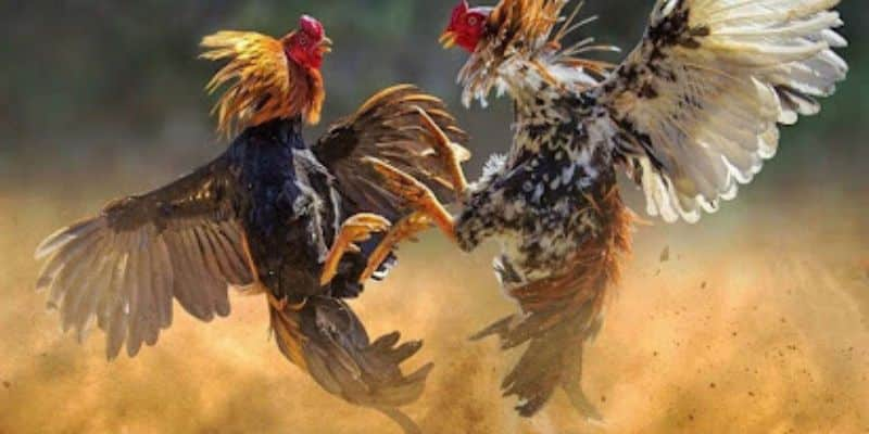 Mẹo đánh rồng hổ - Hướng dẫn từ A đến Z để thành công 11 Hướng dẫn đặt cược da ga Thomo
